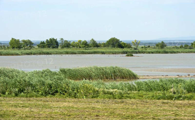 Bird paradise salty lake Lange Lacke, Apetlon, Lake Neusiedl National Park, Seewinkel, Burgenland, Austria, Europe