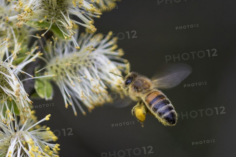 A honeybee collects pollen from a willow in the Hohe Ward nature reserve in Muenster, 08/04/2024