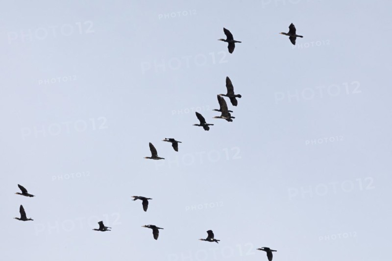 Flying cormorants, flock, Elbtalaue near Bleckede, Lower Saxony, Germany, Europe