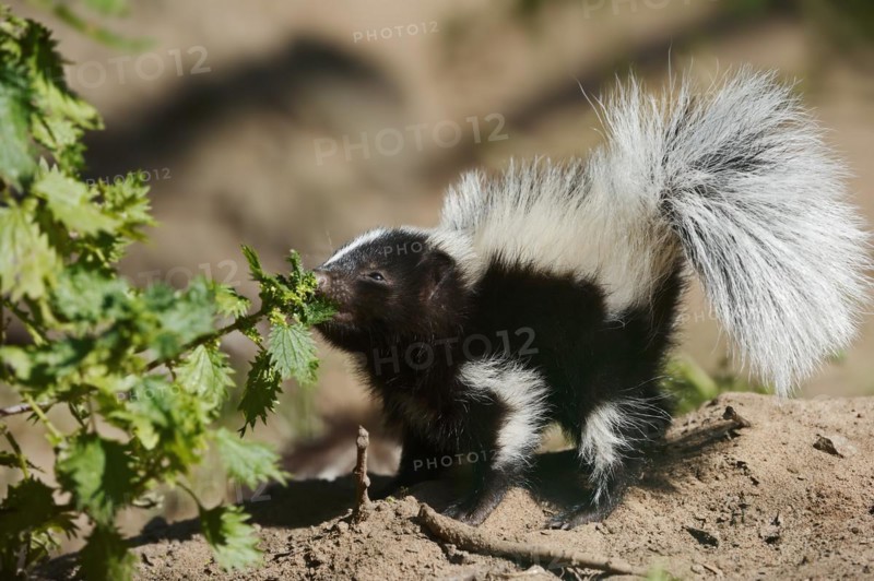 Striped skunk (Mephitis mephitis), juvenile, captive, occurrence in North America