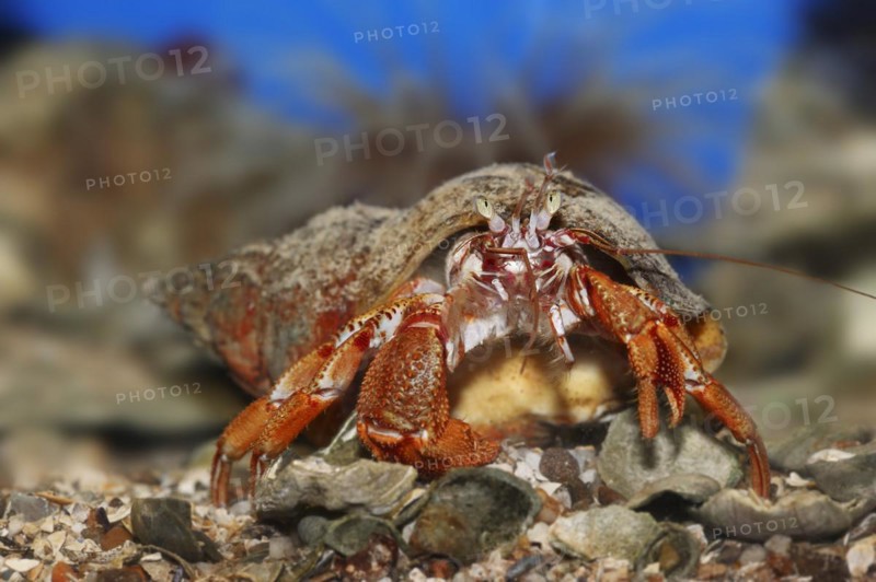 Common hermit crab (Pagurus bernhardus, Eupagurus bernhardus), underwater, captive, North Rhine-Westphalia, Germany, Europe
