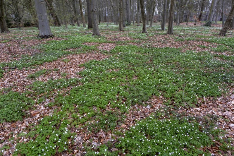 Wood anemone, anemones (Anemonoides nemorosa) in the castle park, Ludwigslust, Mecklenburg-Vorpommern, Germany, Europe