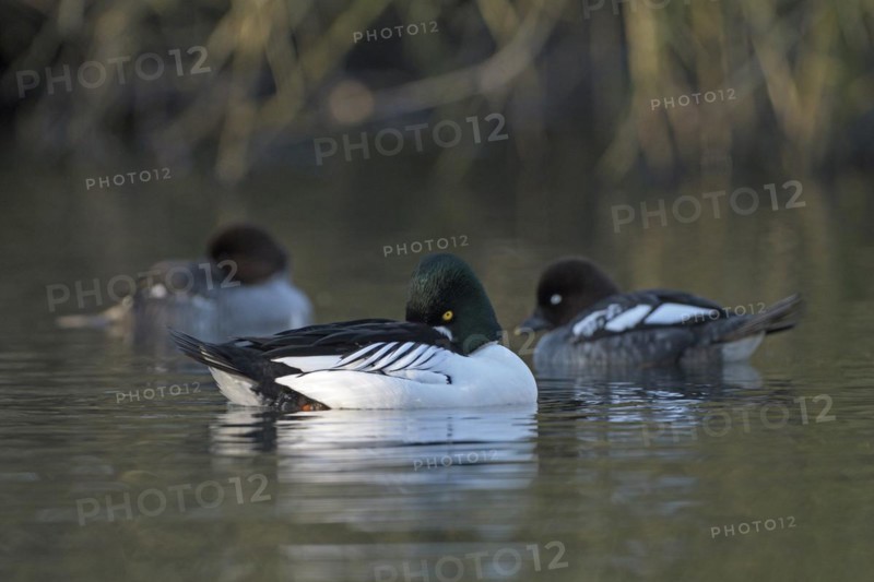 Common goldeneye (Bucephala clangula), drake in mating plumage, female in background, Oberhausen, Ruhr area, North Rhine-Westphalia, Germany, Europe