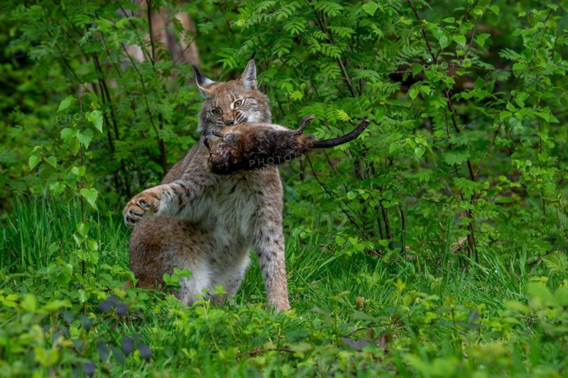 Hunting Eurasian lynx (Lynx lynx) with caught muskrat (Ondatra zibethicus) prey in its muzzle. Captive
