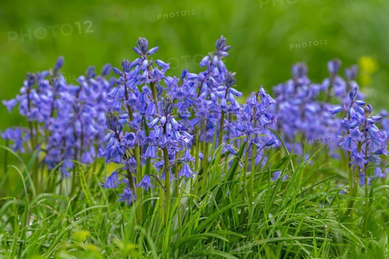 Close-up of bluebells (Endymion nonscriptus) in flower in spring