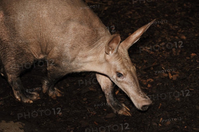 Aardvark (Orycteropus afer), captive, occurrence in Africa