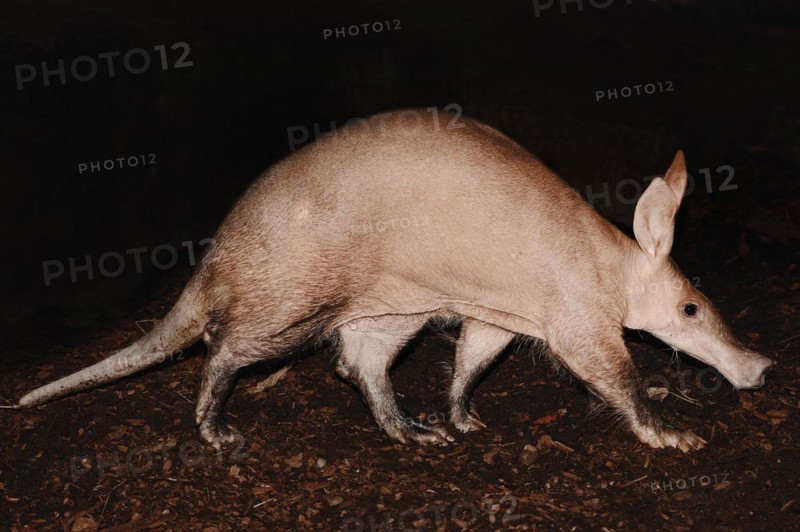 Aardvark (Orycteropus afer), captive, occurrence in Africa