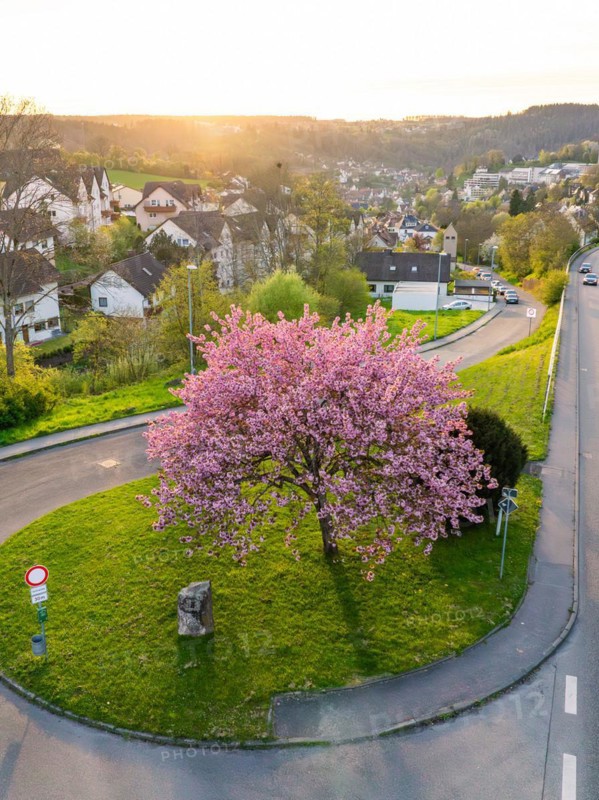 An aerial view of a blossoming tree in the centre of a roundabout in a residential area at dusk, spring, Calw, Black Forest, Germany, Europe