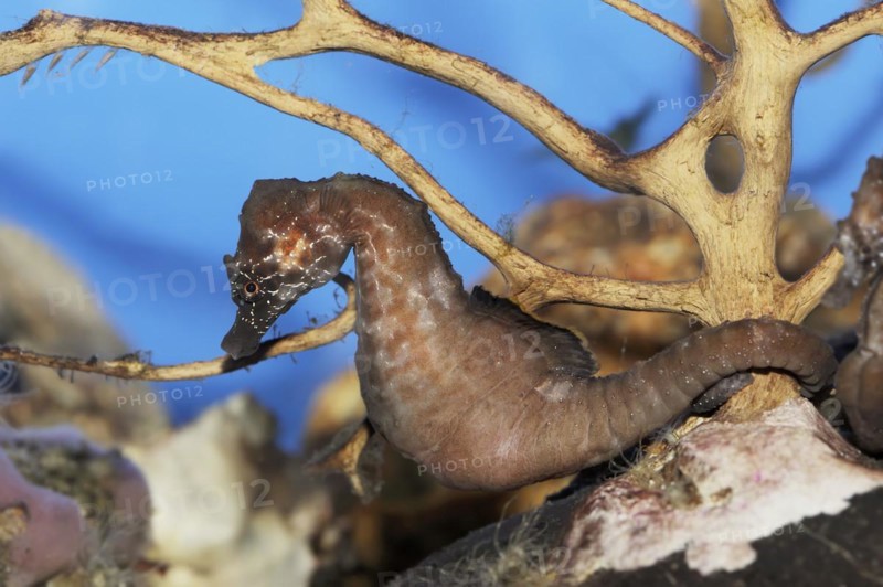 Short-snouted seahorse (Hippocampus hippocampus), captive, occurring in the Atlantic Ocean and Mediterranean Sea