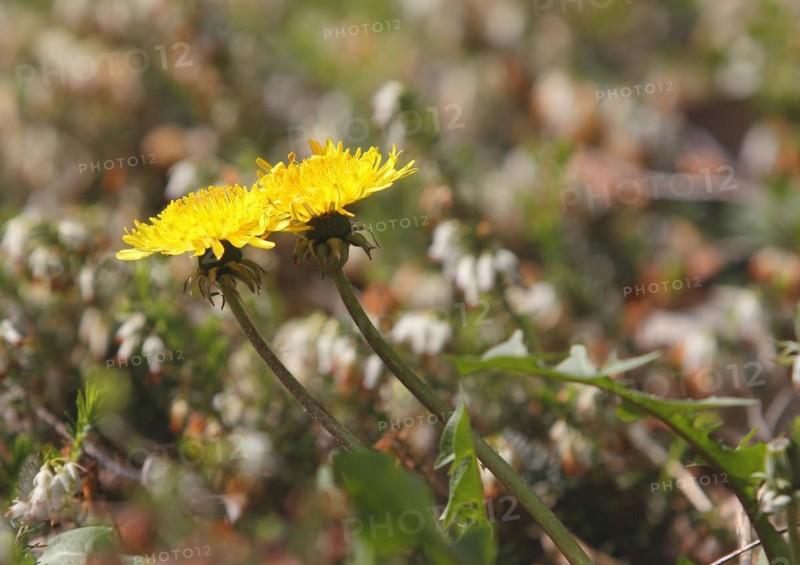 Two common dandelion (Taraxacum officinale), between winter heath (Erica carnea), North Rhine-Westphalia, Germany, Europe