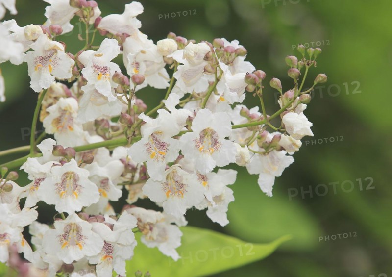 Southern catalpa (Catalpa bignonioides), cigar tree and Indian bean tree
