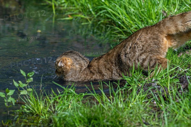 Hunting European wildcat, wild cat (Felis silvestris silvestris) jumping in water of pond to catch fish, frog. Captive
