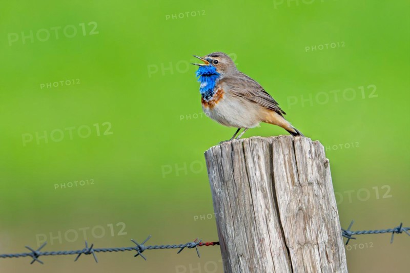 Bluethroat (Luscinia svecica cyanecula, Motacilla svecica) male calling from wooden fence post along meadow in wetland in spring