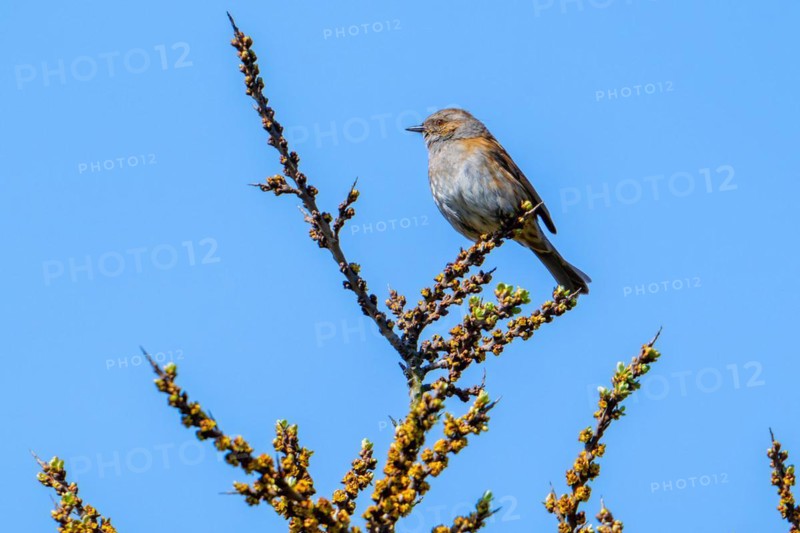 Dunnock, hedge accentor (Prunella modularis, Motacilla modularis) perched in sea buckthorn shrub in spring