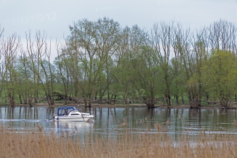 Trees, reeds, water, motorboat, Elbe, Elbtalaue near Bleckede, Lower Saxony, Germany, Europe