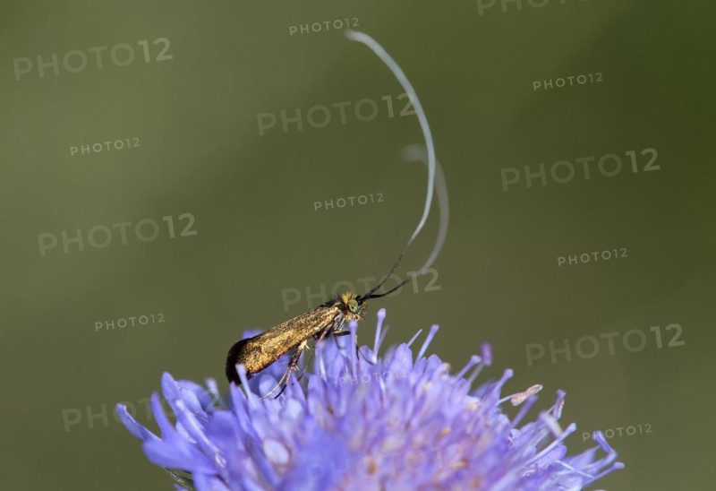 Scabiosa longhorned moth (Nemophora metallica), Valais, Switzerland, Europe