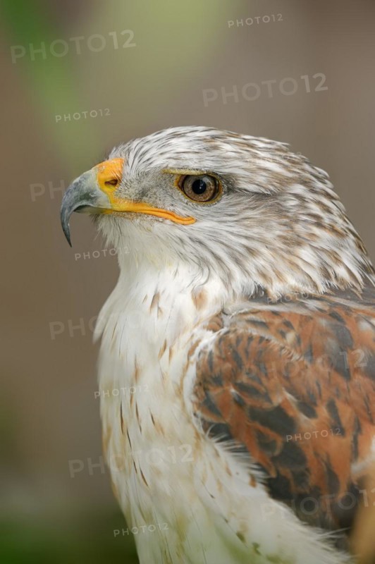 Ferruginous hawk (Buteo regalis), portrait, captive, occurrence in North America