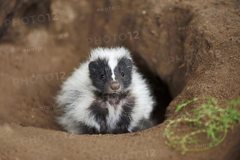 Striped skunk (Mephitis mephitis), juvenile at the burrow, captive, occurrence in North America