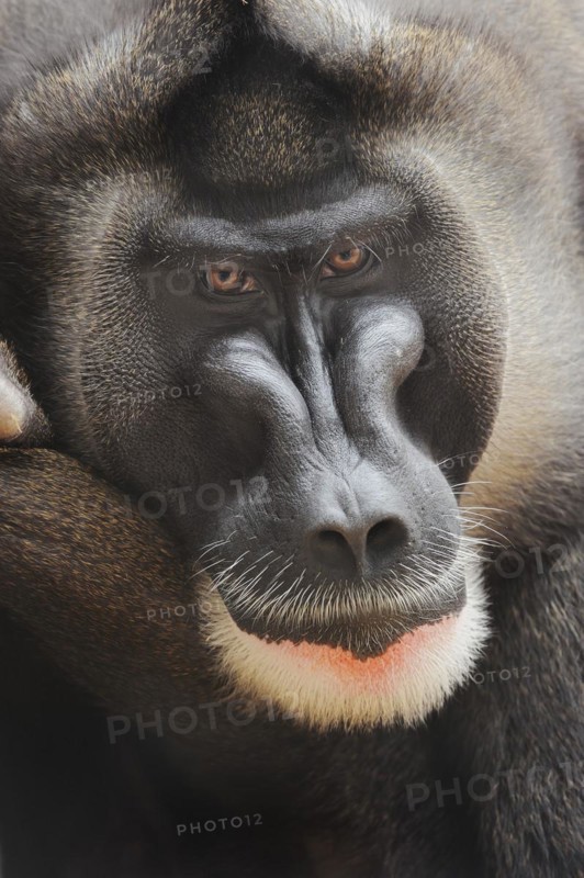 Drill (Mandrillus leucophaeus), male, portrait, captive, occurrence in Africa