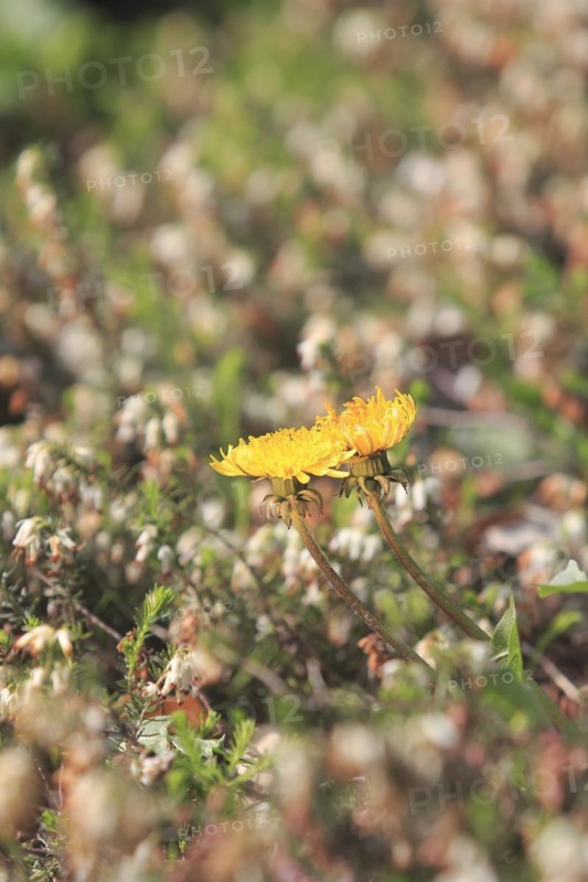 Two common dandelion (Taraxacum officinale), between winter heath (Erica carnea), North Rhine-Westphalia, Germany, Europe