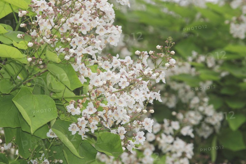 Southern catalpa (Catalpa bignonioides), cigar tree and Indian bean tree