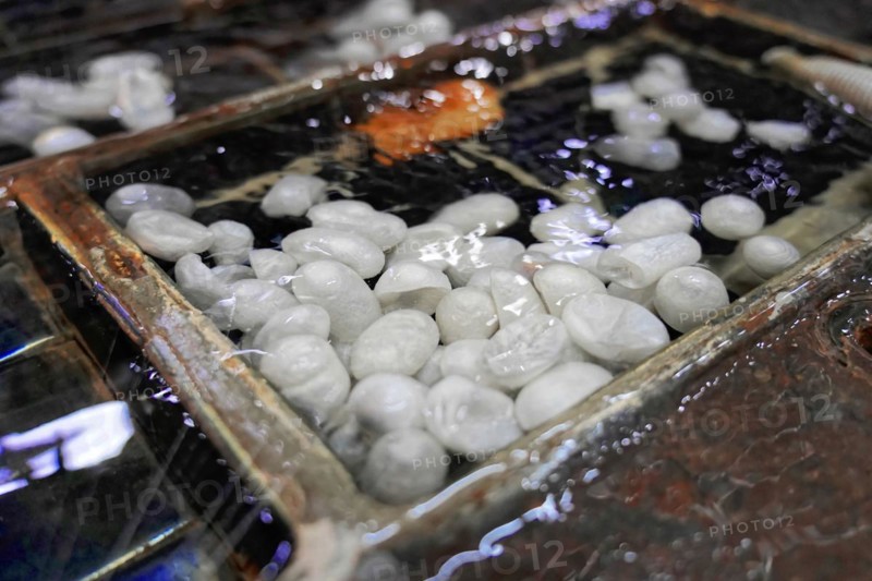 Silk factory Shanghai, White silk cocoons floating in a water basin in the silk production, Shanghai, China, Asia