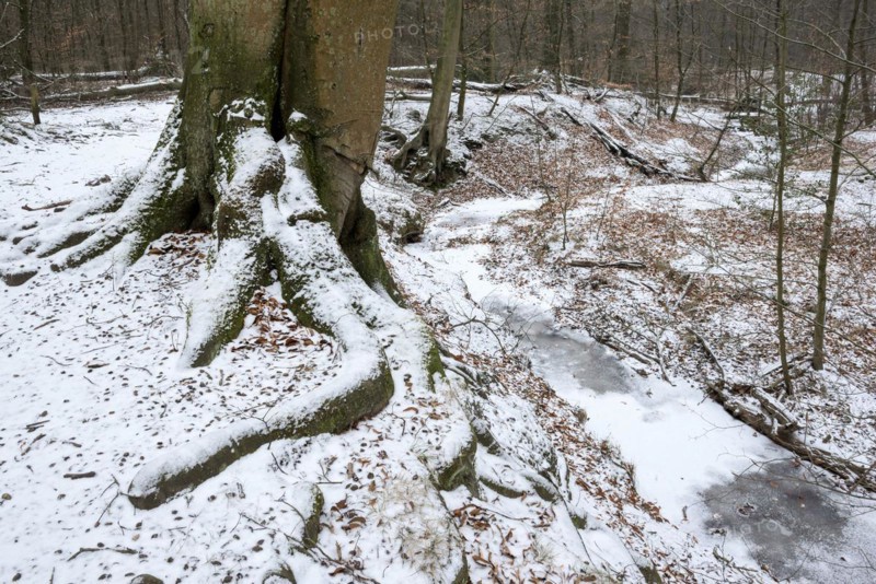 Handbach, tributary to the Rotbach, near-natural stream, beech forest, with ice and snow, between Bottrop and Oberhausen, Ruhr area, North Rhine-Westphalia, Germany, Europe