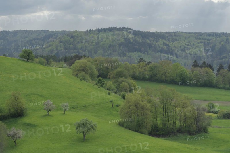 Spring in the Swabian-Franconian Forest nature park Park, fruit blossom, fruit tree, Limpurger Berge, Buchhorn, Limpurger Land, Michelbach, Bilz, April, Schwaebisch Hall, Hohenlohe, Heilbronn-Franken, Baden-Wuerttemberg, Germany, Europe