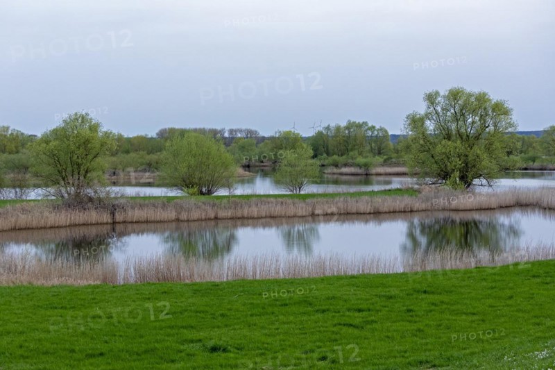 Trees, reeds, water, Elbtalaue near Bleckede, Lower Saxony, Germany, Europe