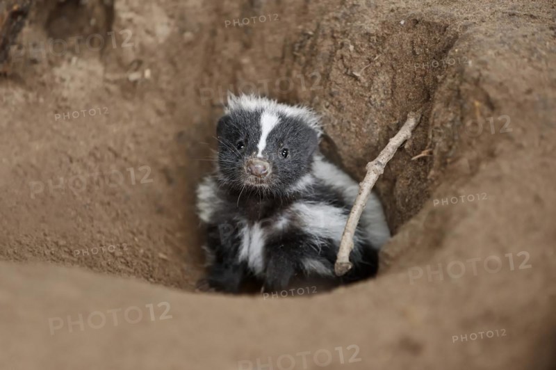 Striped skunk (Mephitis mephitis), juvenile at the burrow, captive, occurrence in North America