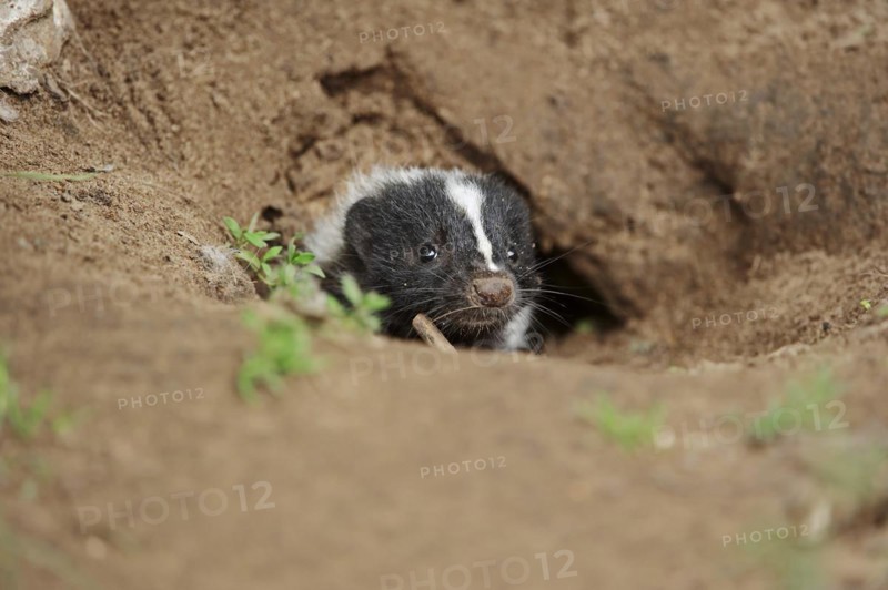 Striped skunk (Mephitis mephitis), juvenile at the burrow, captive, occurrence in North America