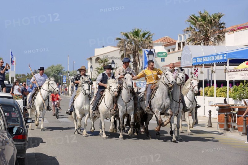 Riders on Camargue horses drive Camargue bulls through the streets of Les-Saintes-Maries-de-la-Mer to the arena, Saintes-Maries-de-la-Mer, Camargue, Bouches-du-Rhone, Provence-Alpes-Cote d'Azur, South of France, France, Europe