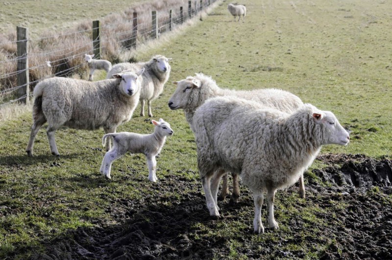 Sheep near Rantum, Sylt, island, North Sea, Schleswig-Holstein, flock of sheep with lambs on green pastureland in the open air, Sylt, North Frisian island, Schleswig Holstein, Germany, Europe