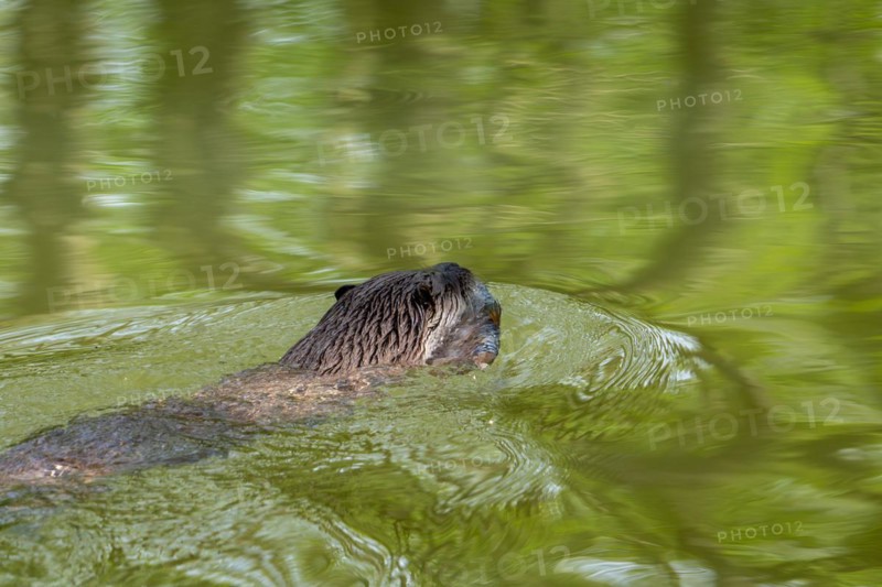 Eurasian otter, European river otter (Lutra lutra) swimming away in stream with caught freshwater fish in muzzle
