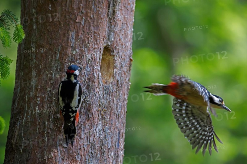 Great spotted woodpecker (Dendrocopos major) male and female leaving nest in tree trunk in forest in spring