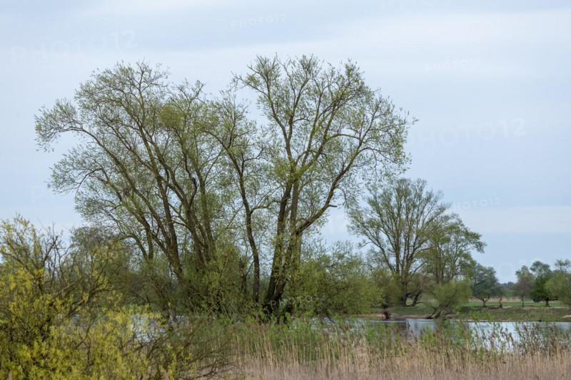 Trees, reeds, water, Elbe, Elbtalaue near Bleckede, Lower Saxony, Germany, Europe