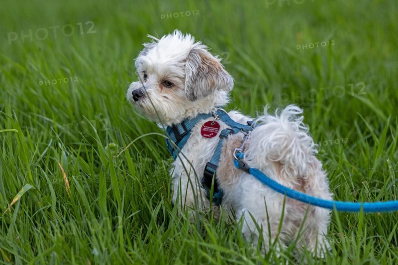 Bolonka Zwetna dog, Elbtalaue near Bleckede, Lower Saxony, Germany, Europe