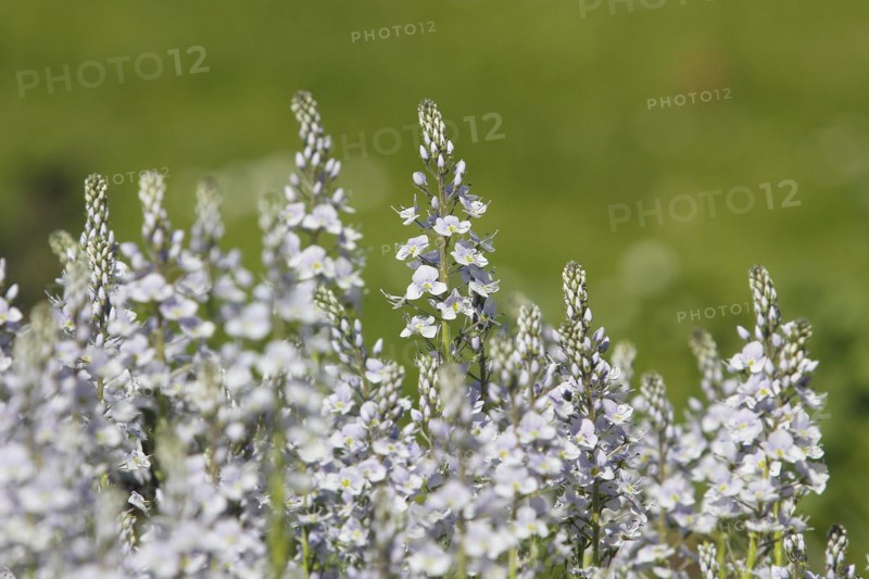 Gentian speedwell, gentian speedwell (Veronica gentianoides) North Rhine-Westphalia, Germany, Europe