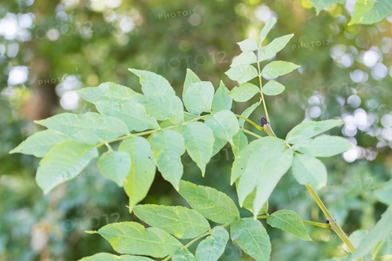 European ash (Fraxinus excelsior), close-up of leaves and bud, North Rhine-Westphalia, Germany, Europe