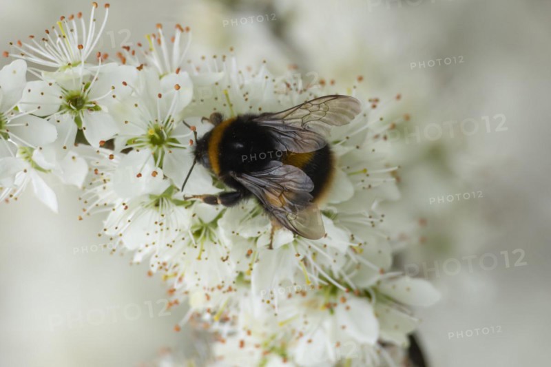 Buff tailed bumble bee (Bombus terrestris) adult feeding on Blackthorn blossom, England, United Kingdom, Europe