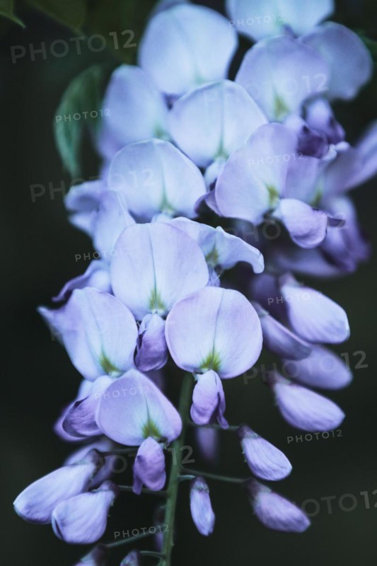 Branch of blooming wisteria tree