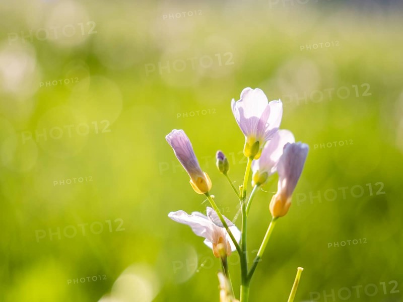 Meadowfoam (Cardamine pratense), Leoben, Styria, Austria, Europe