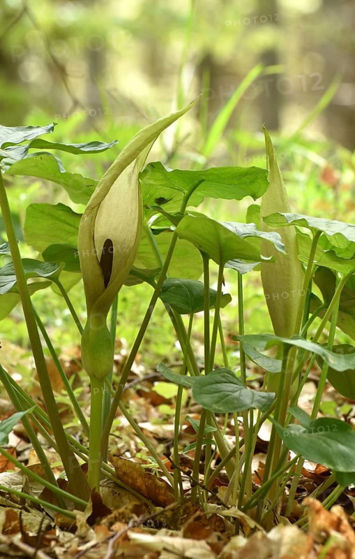 Leaves and flowers of the common arum (Arum maculatum) in the forest of the Hunsrueck-Hochwald National Park, Rhineland-Palatinate, Germany, Europe