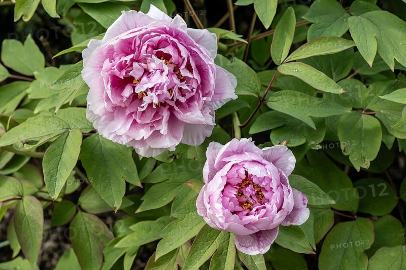 Tree peony (Paeonia suffruticosa), Weimar, Thuringia, Germany, Europe