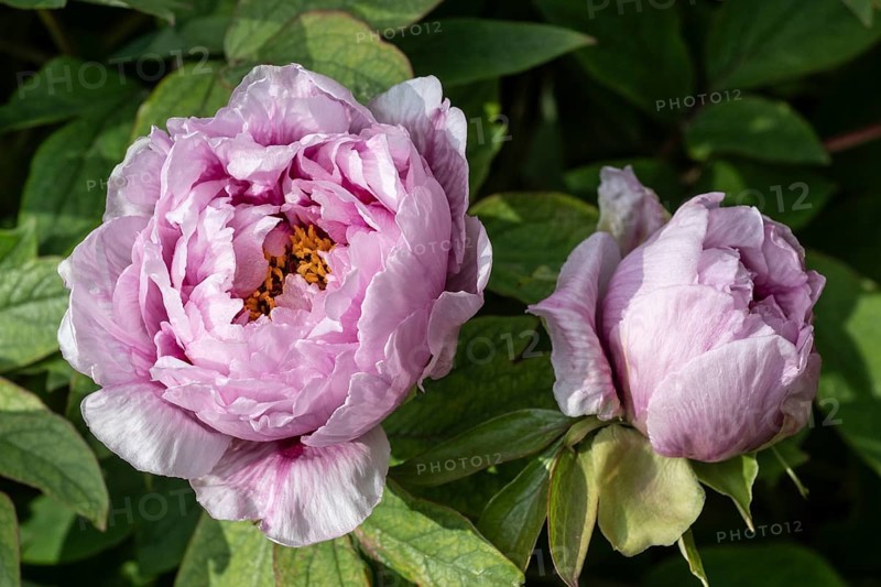Tree peony (Paeonia suffruticosa), Weimar, Thuringia, Germany, Europe