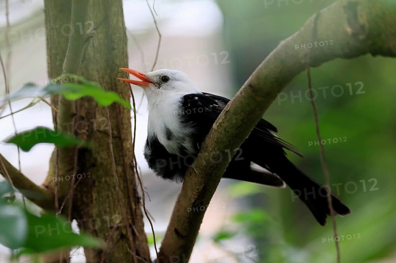 Black bulbul (Hypsipetes leucocephalus), adult, on tree, captive, Southeast Asia