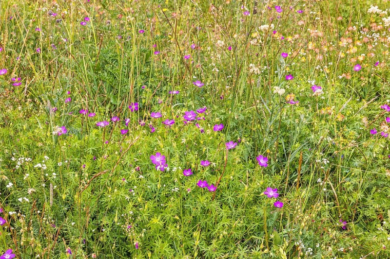 Blooming Bloody crane's-bill (Geranium sanguineum) on a meadow with other wildflowers in the summar