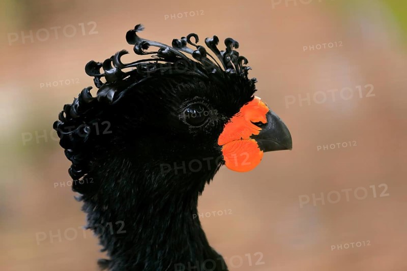 Red-billed curassow (Crax blumenbachii), adult, male, portrait, captive, Brazil, South America