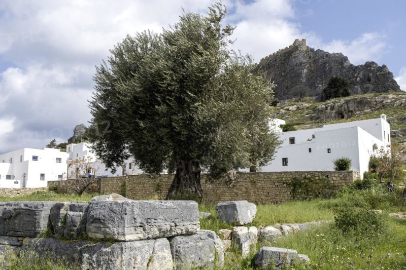 Old olive tree in Lindos, Rhodes, Dodecanese archipelago, Greek islands, Greece, Europe