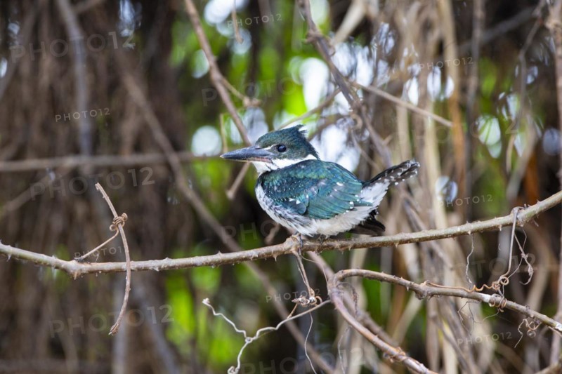 Green Kingfisher (Chloroceryle americana) Pantanal Brazil